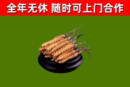 托克逊烟酒回收冬虫夏草.jpg